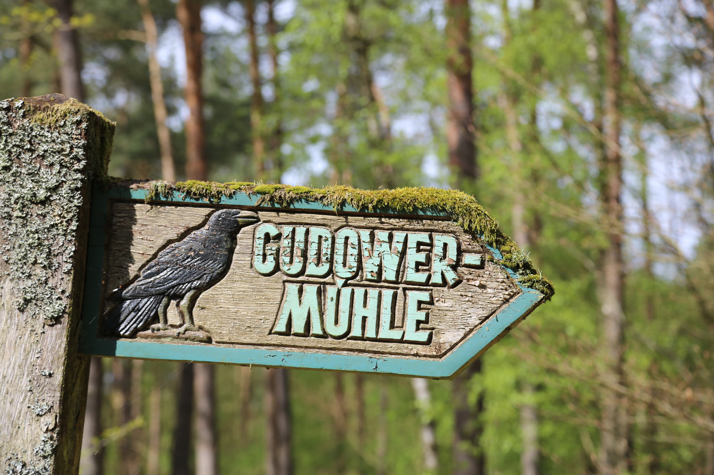 Gudower Mühle – CO₂-Klimabeitrag durch Waldumbau