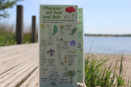 Bestimmungskarte "Pflanzen auf Feld und Rain"
