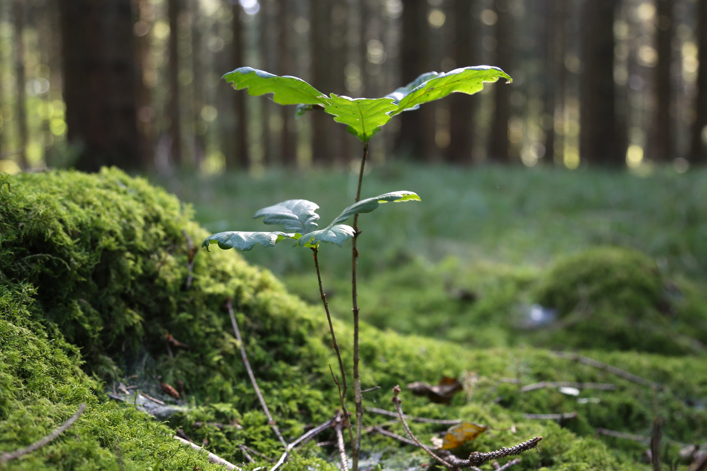 Gudower Mühle – CO₂-Klimabeitrag durch Waldumbau